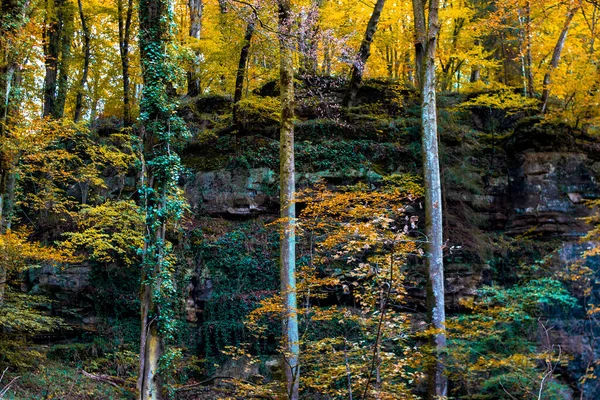 Egy Gyönyörű Jelenet Sziklás Növény Szikla Őszi Sárga Fák Erdőben — Stock Fotó