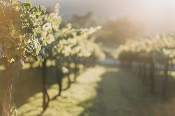 Beautiful View Vineyard Sunny Day — Stockfoto