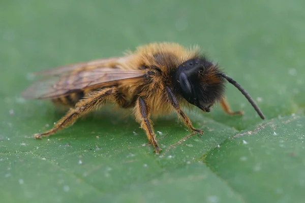 Close Macho Peludo Abelha Mineração Pernas Amarelas Andrena Flavipes Sentado — Fotografia de Stock