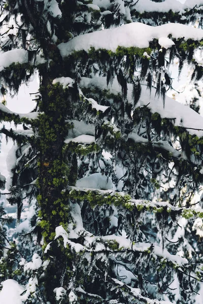 Beautiful Landscape Trees Covered Snow — Stockfoto