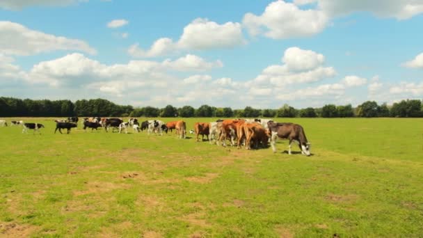 Scenic View Cows Grazing Countryside Landscape Nature Background — Stock Video