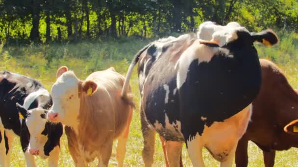Γραφική Θέα Των Αγελάδων Βόσκηση Στο Τοπίο Της Υπαίθρου Φόντο — Αρχείο Βίντεο