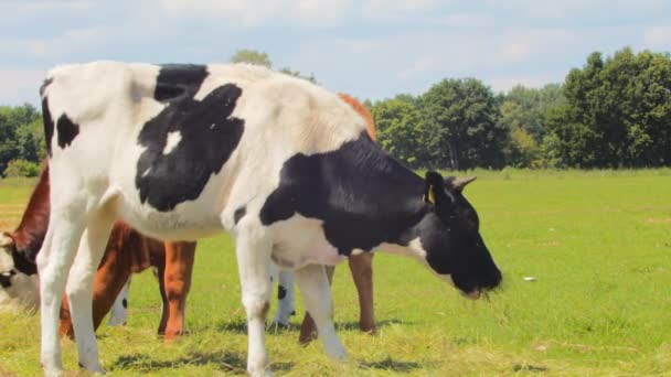 田園風景の中で牛の放牧の風景 自然背景 — ストック動画
