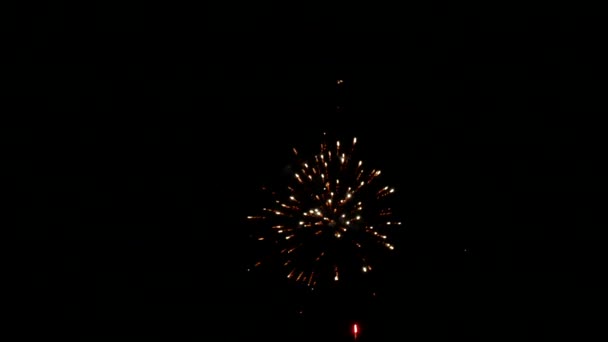 Fuegos Artificiales Fondo Del Cielo Negro — Vídeos de Stock