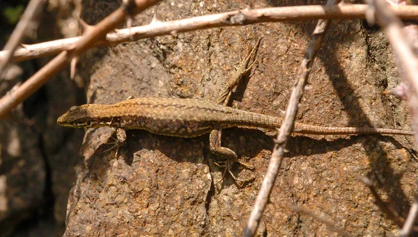 Szelektív Közös Fali Gyík Podarcis Muralis Ausztriában — Stock Fotó