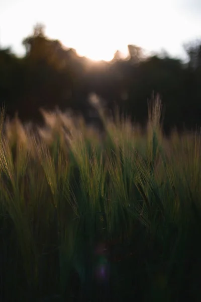 Disparo Vertical Hermoso Amanecer Campo — Foto de Stock