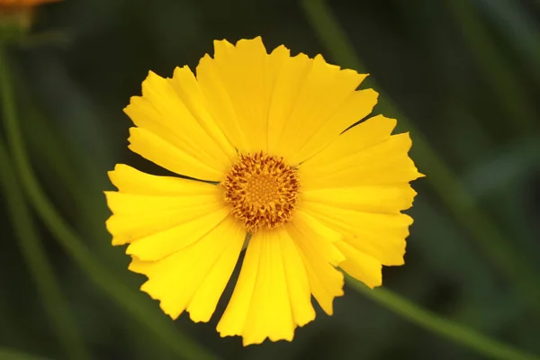 Primer Plano Una Hermosa Flor Amarilla Floreciendo Garde — Foto de Stock