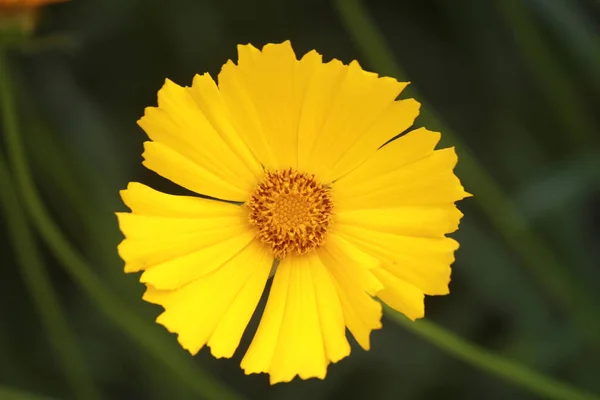 Närbild Bild Vacker Gul Blomma Blommar Trädgården — Stockfoto