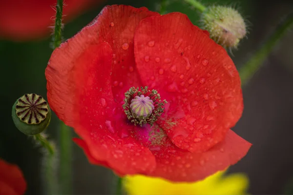 Beau Plan Macro Une Fleur Pavot Rouge Sur Fond Flou — Photo