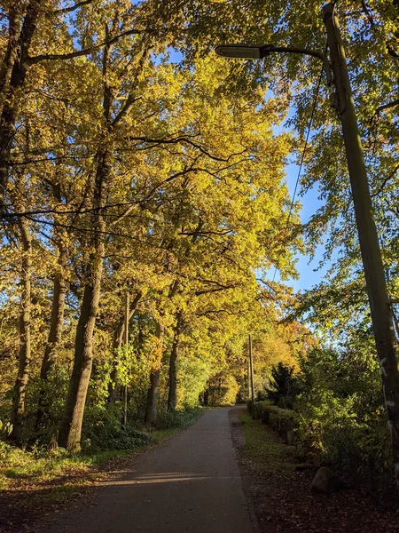 青空の両側に日当たりの良い高い木々がある公園内の通路の美しいシーン — ストック写真