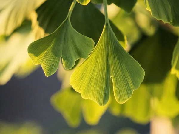 Closeup Shot Leaves Maidenhair Tree — Fotografia de Stock