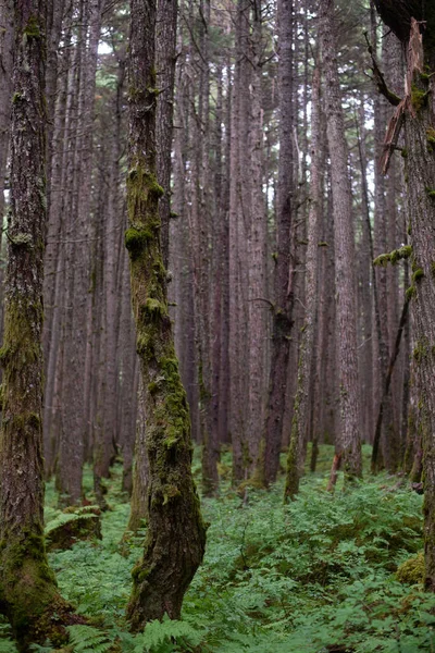 Krajobraz Leśny Otaczający Anchorage Alaska — Zdjęcie stockowe