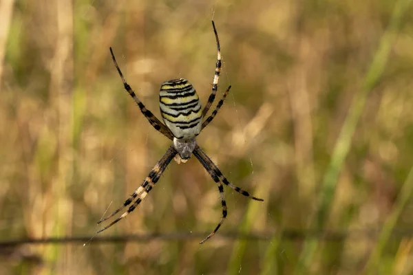 Argiope Brunnich 거미가 선택적으로 집중하여 식물들 사이에 거미줄을 만든다 — 스톡 사진