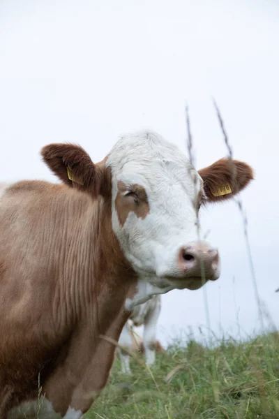 Una Toma Vertical Una Vaca Marrón Blanca Campo — Foto de Stock