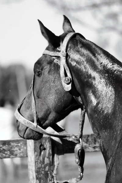 馬の肖像画のグレースケールショット — ストック写真
