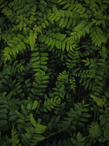Een Bos Vol Met Groene Planten Tijdens Dag Perfect Voor — Stockfoto