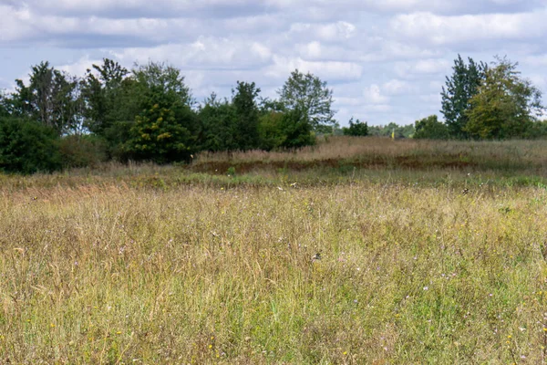 Piękny Widok Kolorowych Kwiatów Trawiastym Polu Grubymi Ciemnymi Drzewami Pod — Zdjęcie stockowe