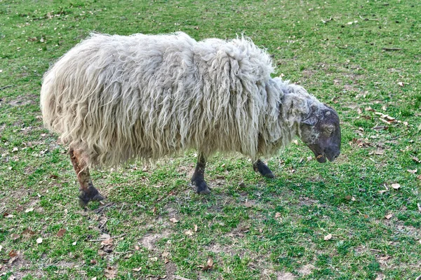 Çiftlik Arazisinde Otlayan Bir Koyunun Yakın Plan Fotoğrafı — Stok fotoğraf