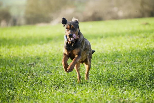 Німецький Собака Пастух Біжить Зеленій Лузі — стокове фото