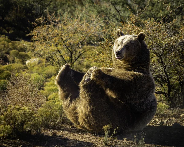 Покриття Коричневого Ведмедя Східному Сибіру — стокове фото