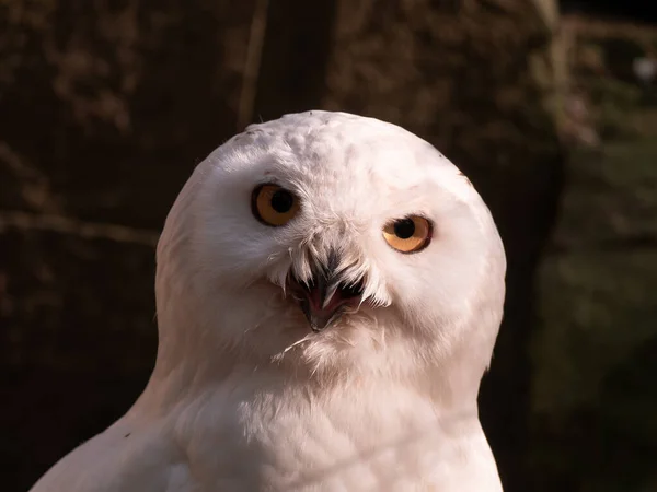 Closeup Shot Head White Owl Staring Camera — 图库照片