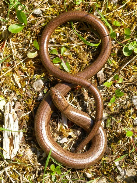 Primo Piano Verme Lento Anguis Fragilis Austria — Foto Stock