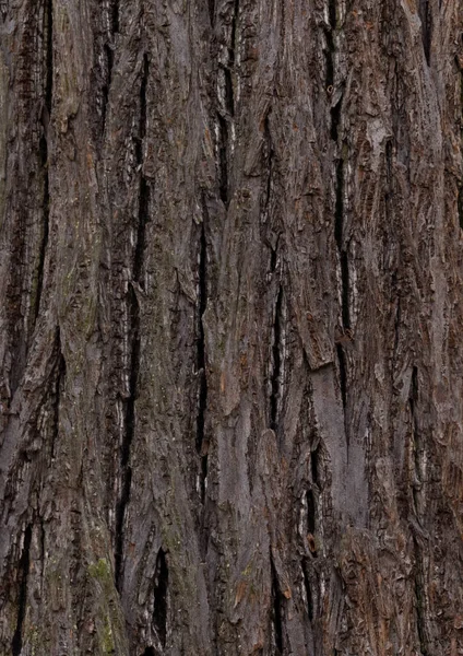 Vertical Closeup Shot Dry Tree Bark Texture — Stock Photo, Image