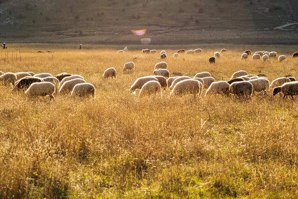 Eine Schafherde Weidet Auf Einem Feld — Stockfoto