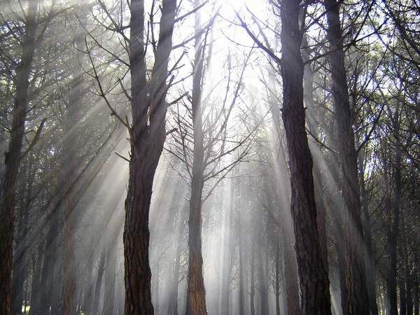 Les Rayons Soleil Brillent Travers Grands Arbres Dans Forêt — Photo