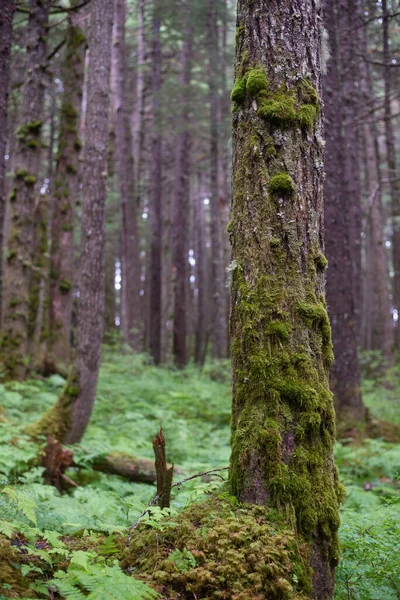 Лісовий Ландшафт Анкориджа Аляска — стокове фото