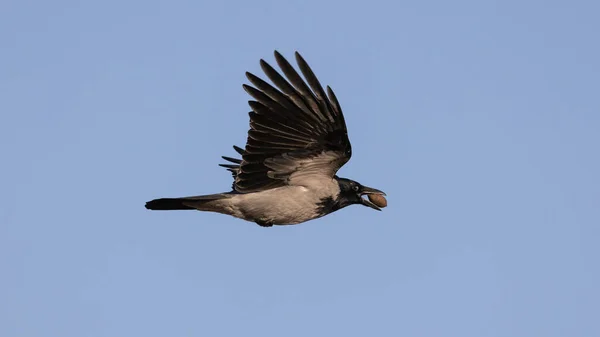 Een Kraai Met Een Walnoot Snavel Die Heldere Lucht Vliegt — Stockfoto