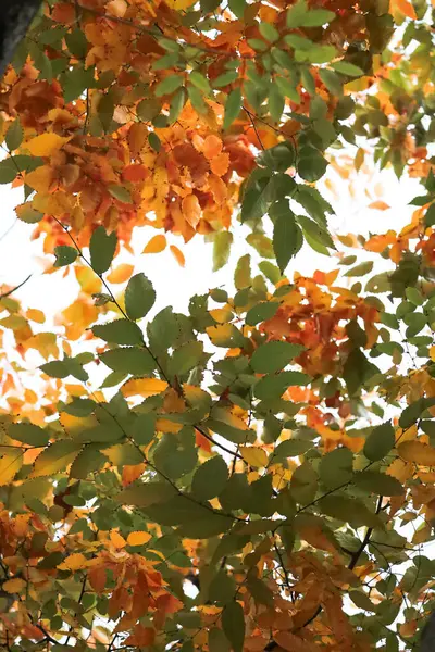 Plan Vertical Feuilles Arbres Colorées Pendant Automne — Photo