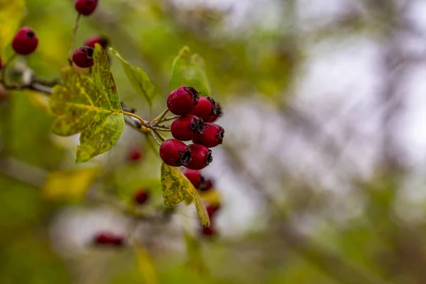 Ένα Κοντινό Πλάνο Του Φυτού Rosehip Πράσινο Φως Bokeh Φόντο — Φωτογραφία Αρχείου