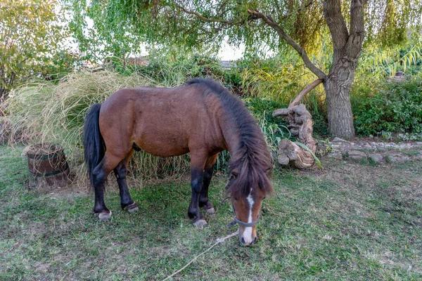 Çayırda Otlayan Kahverengi Bir Midilli Atı — Stok fotoğraf