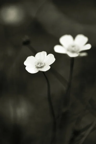 Plano Vertical Pequeñas Flores Sobre Fondo Oscuro Escala Grises — Foto de Stock