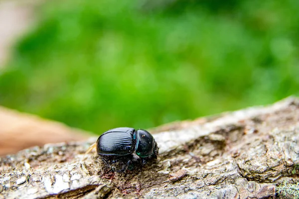 Closeup Shot Black Beetle Crawling Branch — Stockfoto