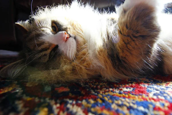 Retrato Lindo Gato Perezoso Acostado Una Alfombra Bajo Luz Del —  Fotos de Stock