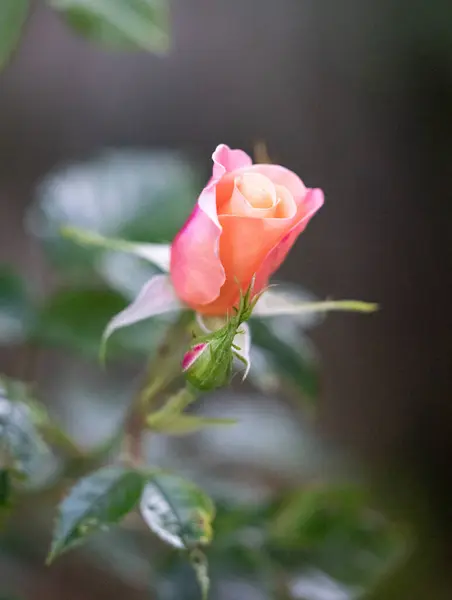 Primer Plano Vertical Una Rosa Rosada Flor —  Fotos de Stock