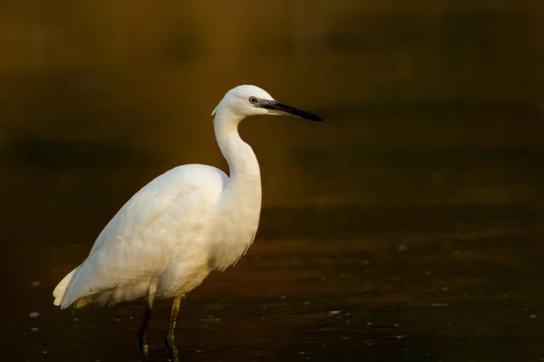 Closeup Shot Great Egret Walking Wetland — Stock Photo, Image