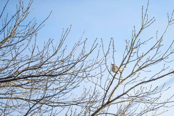 Tiro Close Pequeno Pássaro Empoleirado Galho Árvore Nua — Fotografia de Stock