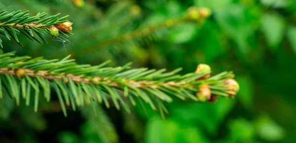 Eine Selektive Fokusaufnahme Von Fichtenzweigen Mit Knospen — Stockfoto