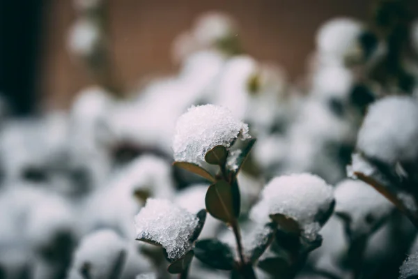 雪に覆われた茂みの選択 — ストック写真