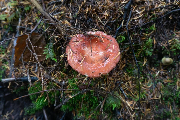 Mushroom Forest Surrounding Anchorage Alaska — Stockfoto