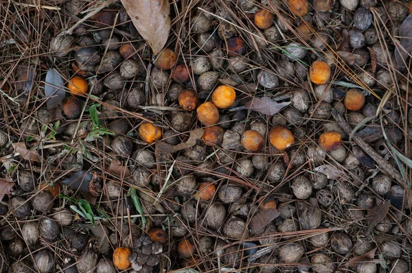 Top View Shot Queen Palm Fruits Coniferous Needles — 图库照片