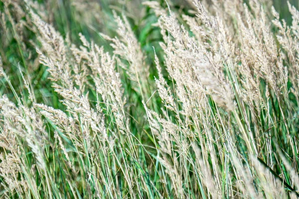 Closeup Yellow Wheat Flowers Amidst Green Blades Grass Dense Field — Fotografia de Stock