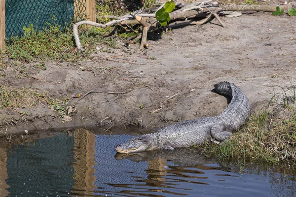 Nahaufnahme Eines Krokodils Zoo — Stockfoto