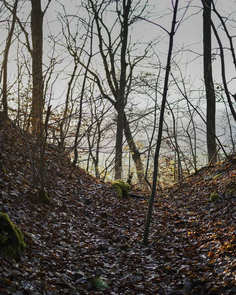 Yerde Kurumuş Yaprakları Olan Bir Orman — Stok fotoğraf