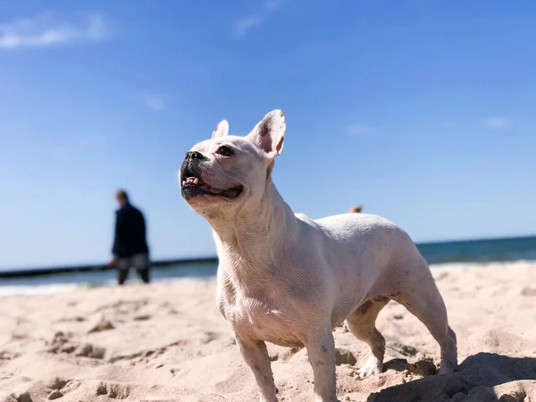 Bulldog Francese Sulla Spiaggia Sabbia — Foto Stock