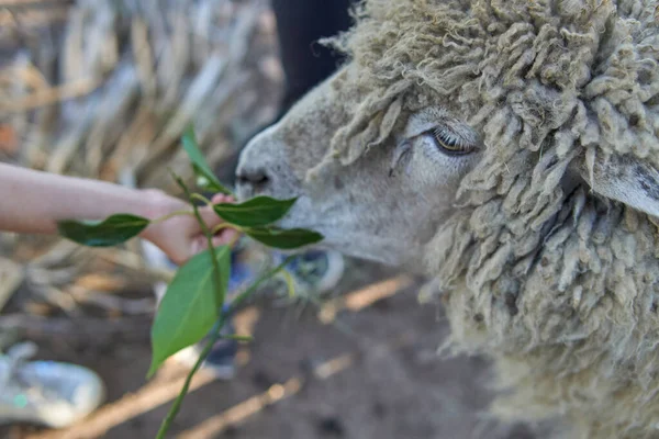 農地で羊を食べる植物のクローズアップ — ストック写真