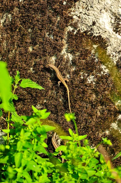 Selektiv Vanlig Väggödla Podarcis Muralis Österrike — Stockfoto